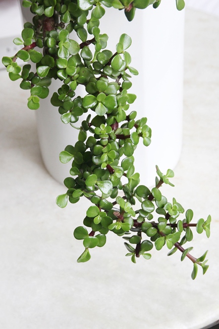 純綠銀杏木植栽