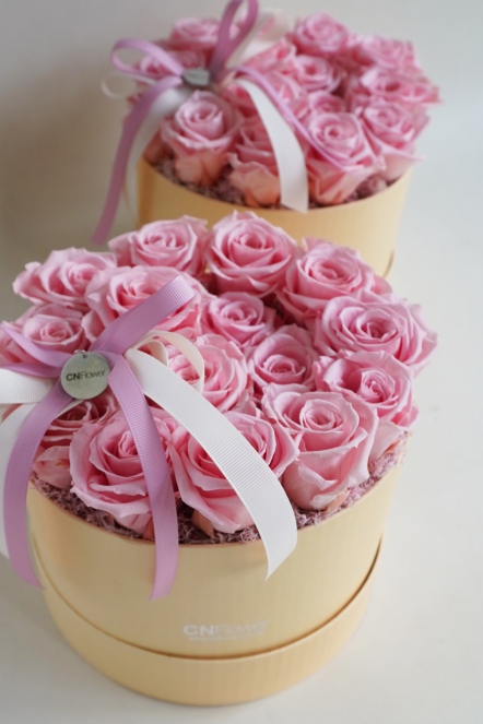 粉愛戀曲 恆星花禮