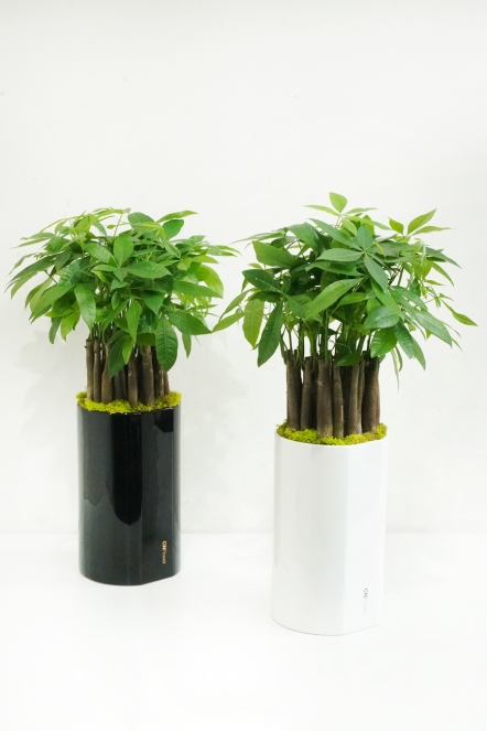 清新草綠-發財樹植栽