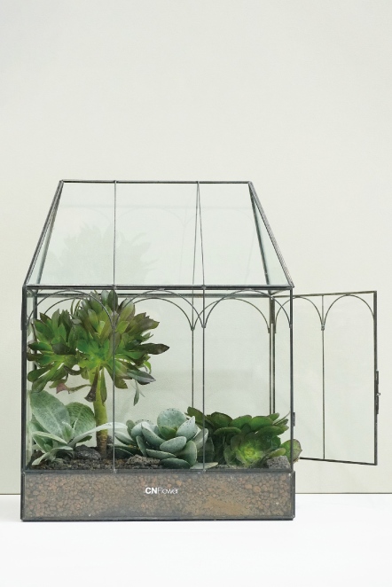 綠色滿屋-多肉植物