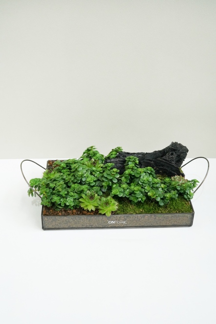 森林家宴-多肉款