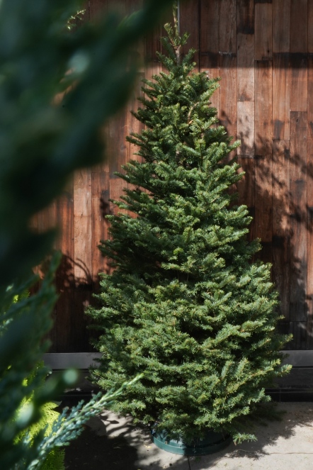 CN諾貝松聖誕樹(可選裸樹或裝飾)