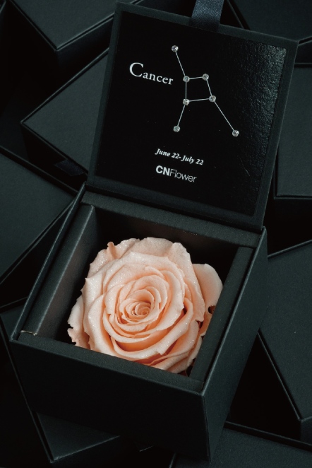 星座恆星花-巨蟹(Peach Pink)