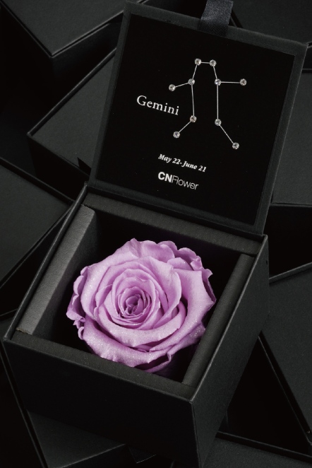 星座恆星花-雙子(Opera Mauve)