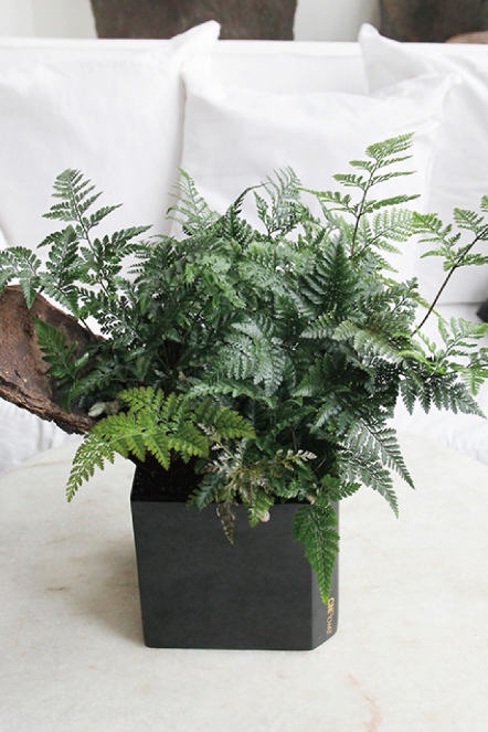 綻綠 兔角蕨植栽