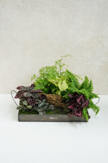 森林家宴-綜合款A