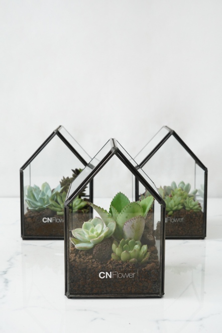 多肉綠溫室(小)