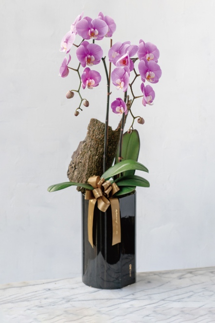 蘭花盆栽