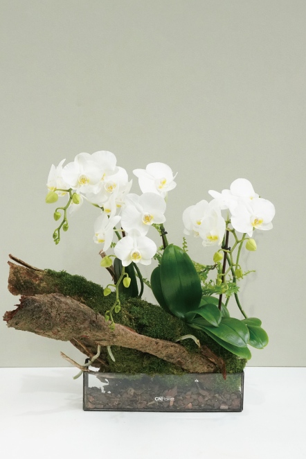 蘭花盆栽