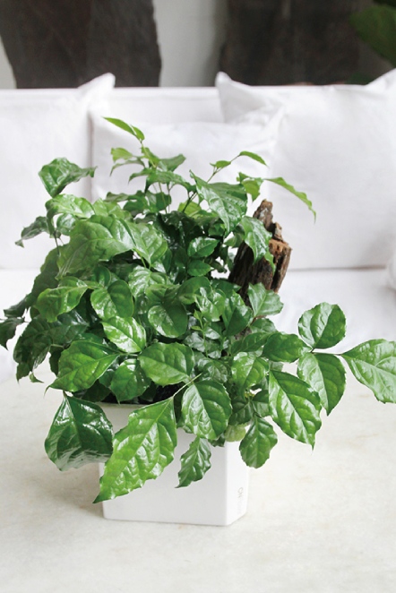 綻綠 旺旺樹植栽