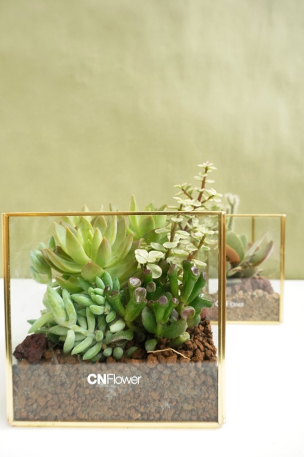 綠野仙蹤 多肉植栽