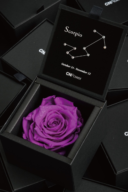 星座恆星花-天蠍(Violet)