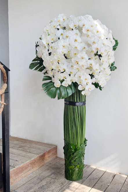 純淨白蝴蝶蘭高架花籃