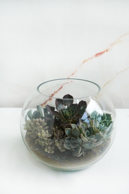 設計師特選多肉