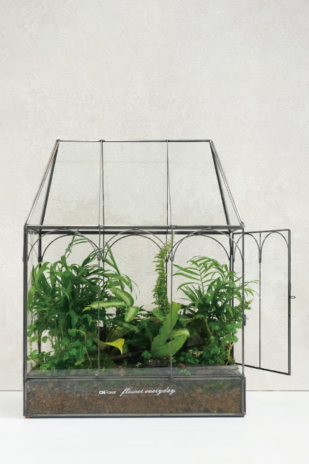 綠色滿屋-觀葉植物