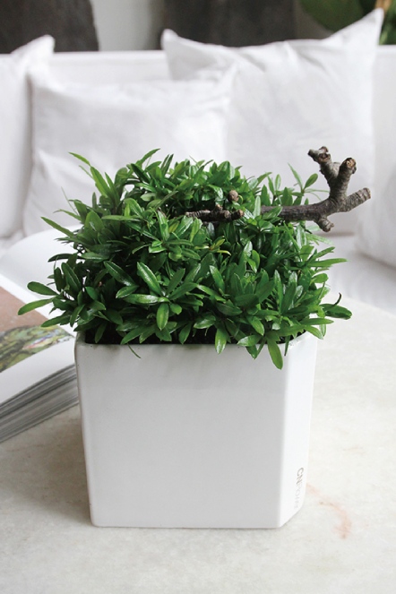 綻綠 羅漢松植栽