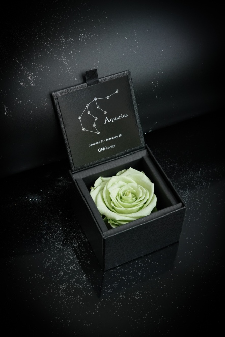 星座恆星花2.0-水瓶(Mint Green)