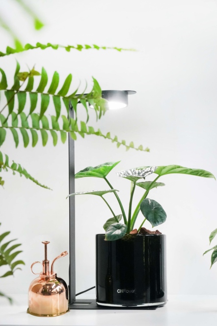 ONF MIST O 植霧燈+-凹凸觀音蓮植栽優惠套組