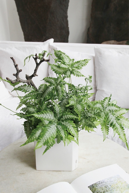 綻綠 鳳尾蕨植栽