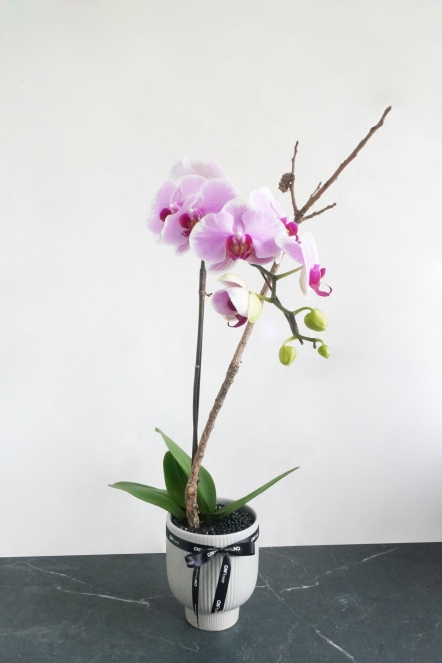 蘭花盆栽