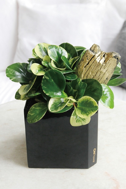 綻綠 斑葉圓葉椒草植栽