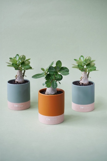 沙漠玫瑰 小盆栽